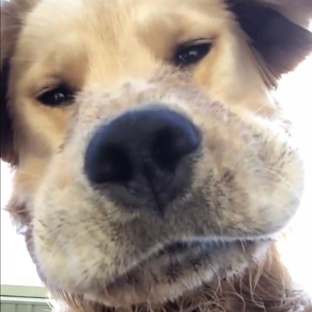 Meet your Posher, Nikole